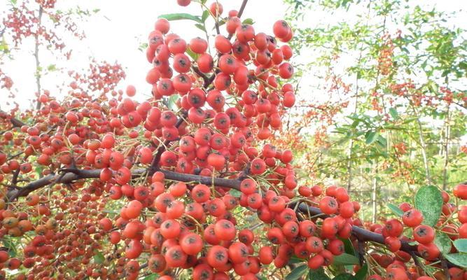 山楂的别名有哪些？山楂还有其他称呼吗？