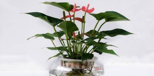 红掌能在室内养吗？室内养护红掌的注意事项是什么？