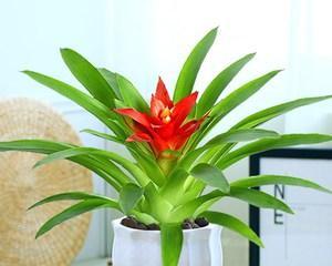 鸿运当头花有毒吗？室内养护需要注意什么？