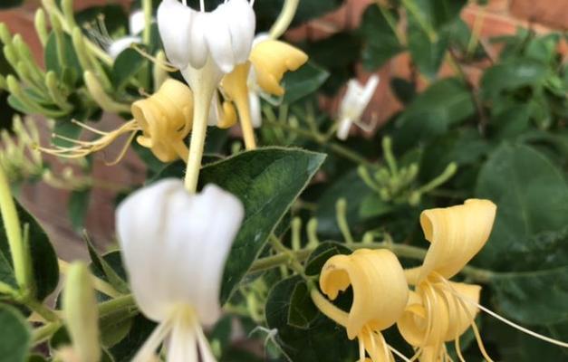 金银花养殖方法有哪些？养殖金银花需要注意什么？