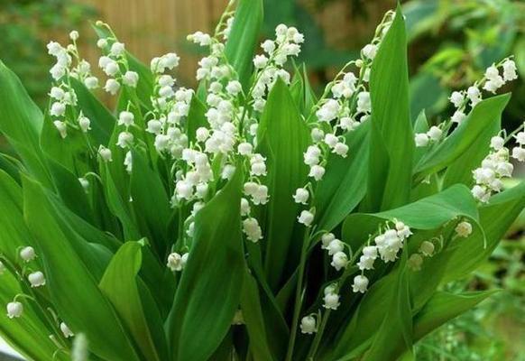 铃兰花的花语和传说（寓意深远的铃兰花和它的神秘传说）