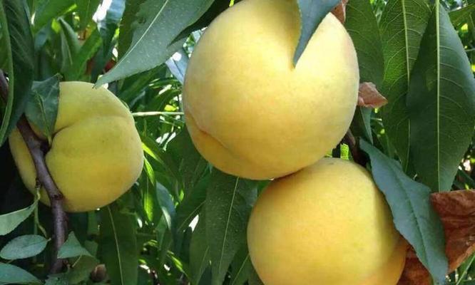 黄桃什么时候成熟上市？最佳采摘季节是几月？