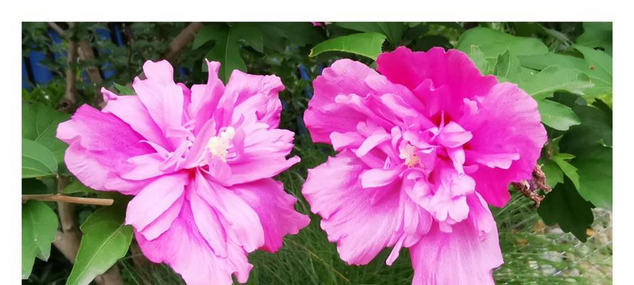 木槿花（揭开木槿花的神秘面纱）