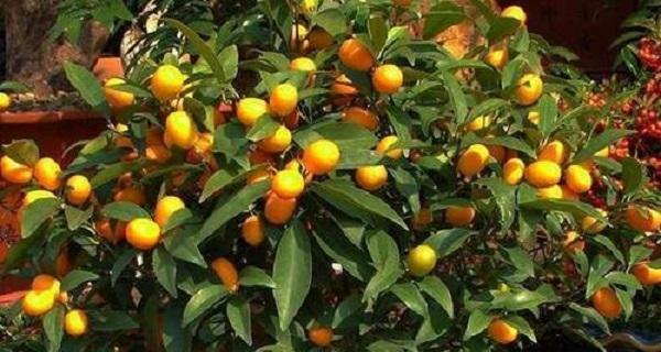 金桔剪枝的最佳时机是什么时候？剪枝后如何促进生长？