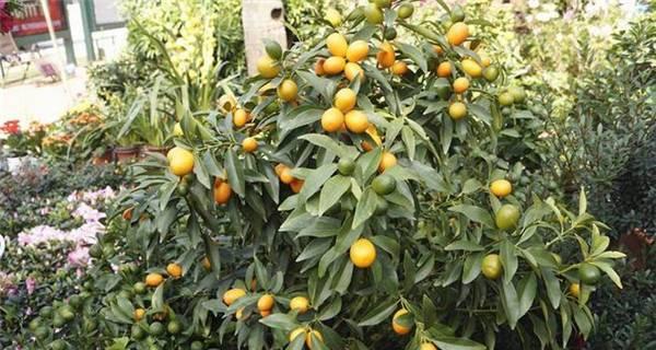 金桔剪枝的最佳时机是什么时候？剪枝后如何促进生长？