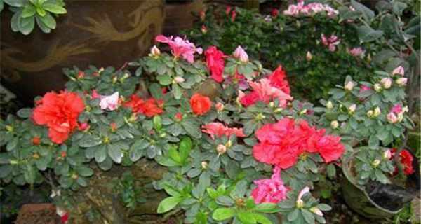 杜鹃花冬天落叶吗？如何正确养护过冬？