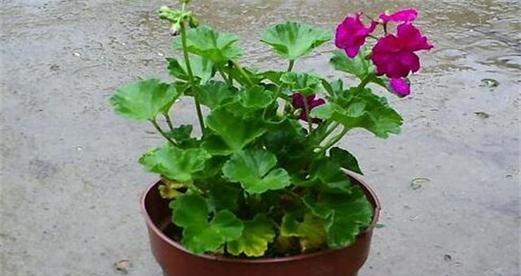 天竺葵多久浇一次水？如何正确浇水保持植物健康？