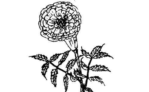 万寿菊不开花怎么回事？如何解决？