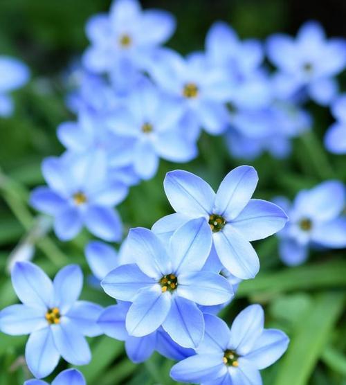 勿忘我（揭示勿忘我暗示的深层含义）