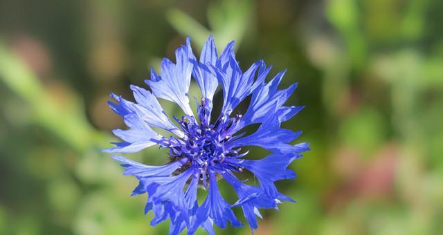 蓝色矢车菊的花语及其美丽寓意（探寻蓝色矢车菊的花语与传统文化的呼应）
