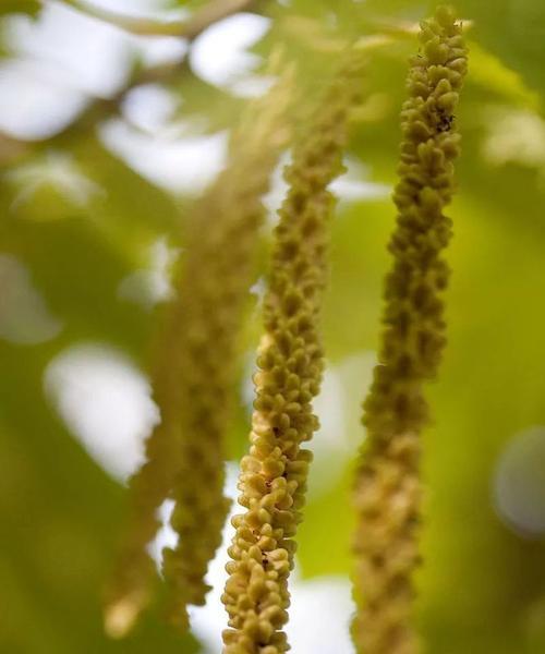 孤独之花——寂寞植物的心灵呐喊（探索孤独花卉世界的秘密与困惑）