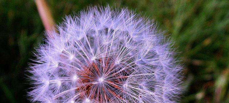 孤独之花——寂寞植物的心灵呐喊（探索孤独花卉世界的秘密与困惑）