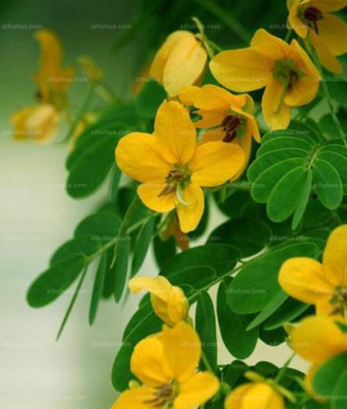 黄花槐的寓意与意义（探寻黄花槐的象征意义与文化价值）