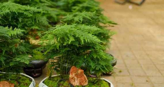 凤尾竹卷叶怎么办？如何正确处理凤尾竹的卷叶问题？