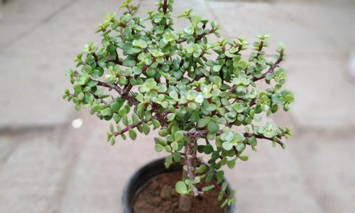 金枝玉叶属于木本植物吗？常见问题解答