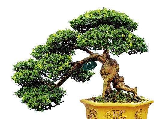 罗汉松水浇多了怎么办?如何处理过度浇水导致的问题?