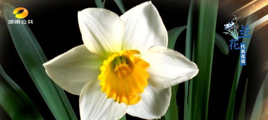 用牡丹花的花语探讨放下的力量（以牡丹花为媒介）