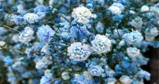 满天星花语及其象征意义（探索满天星花语的美丽寓意与文化价值）