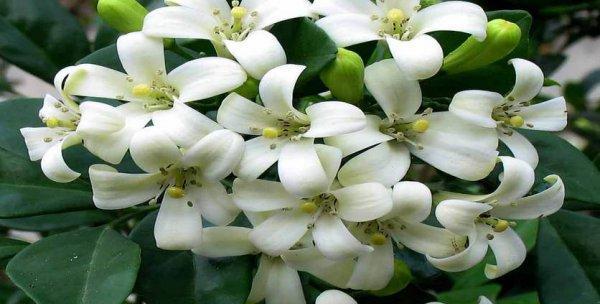 九里香多久开花一次？养多久才能看到花开？