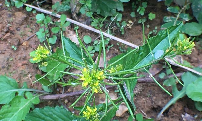 十字花科代表植物有哪些主要特征?如何识别它们?_花植网
