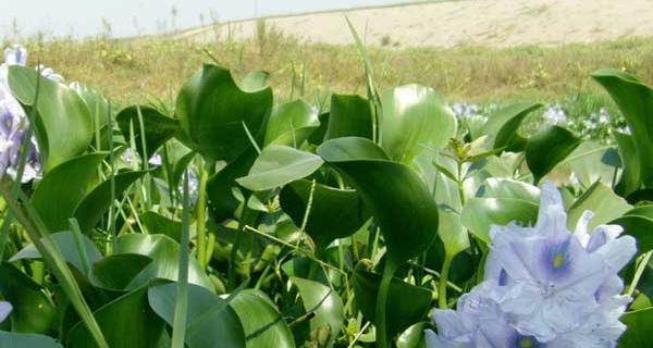 水葫芦的功效与作用是什么？如何正确使用水葫芦？