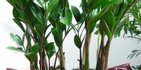 金桔树的风水寓意及摆放位置（吸财旺事业）