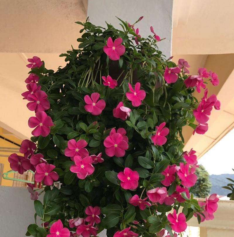 长春花耐寒多少度？长春花的最低过冬温度是多少？