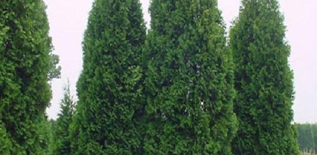 松柏长什么样子？如何辨别松柏的种类？_花植网