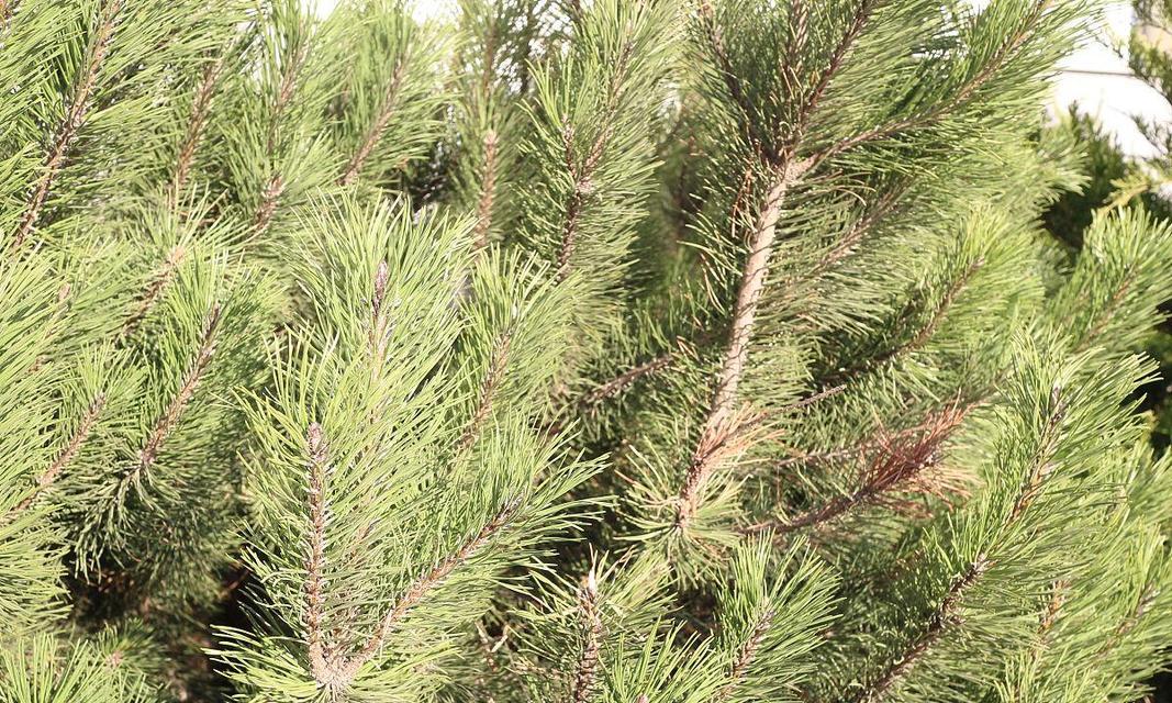 松柏长什么样子?如何辨别松柏的种类?_花植网