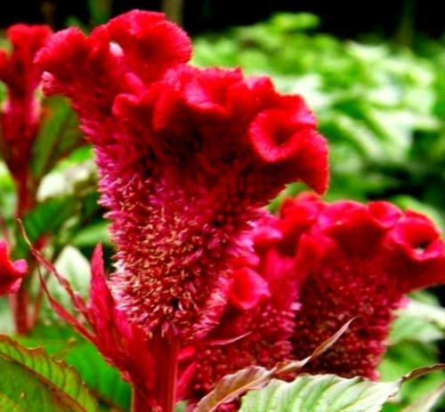 以鸡冠花的寓意为主题的文章（探索鸡冠花的象征意义及文化价值）