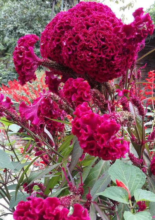 以鸡冠花的寓意为主题的文章（探索鸡冠花的象征意义及文化价值）