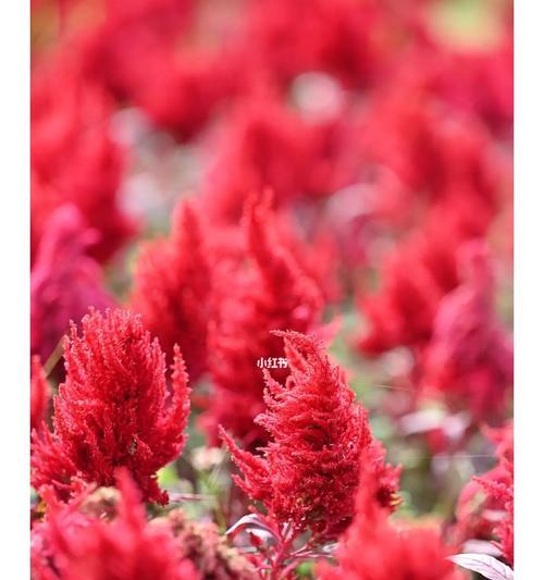 以鸡冠花的寓意为主题的文章(探索鸡冠花的象征意义及文化价值)