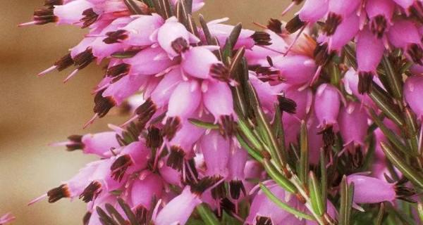 孤独的花（唯美而寂寞的花海）