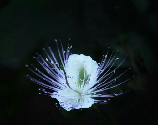 孤独的花（唯美而寂寞的花海）