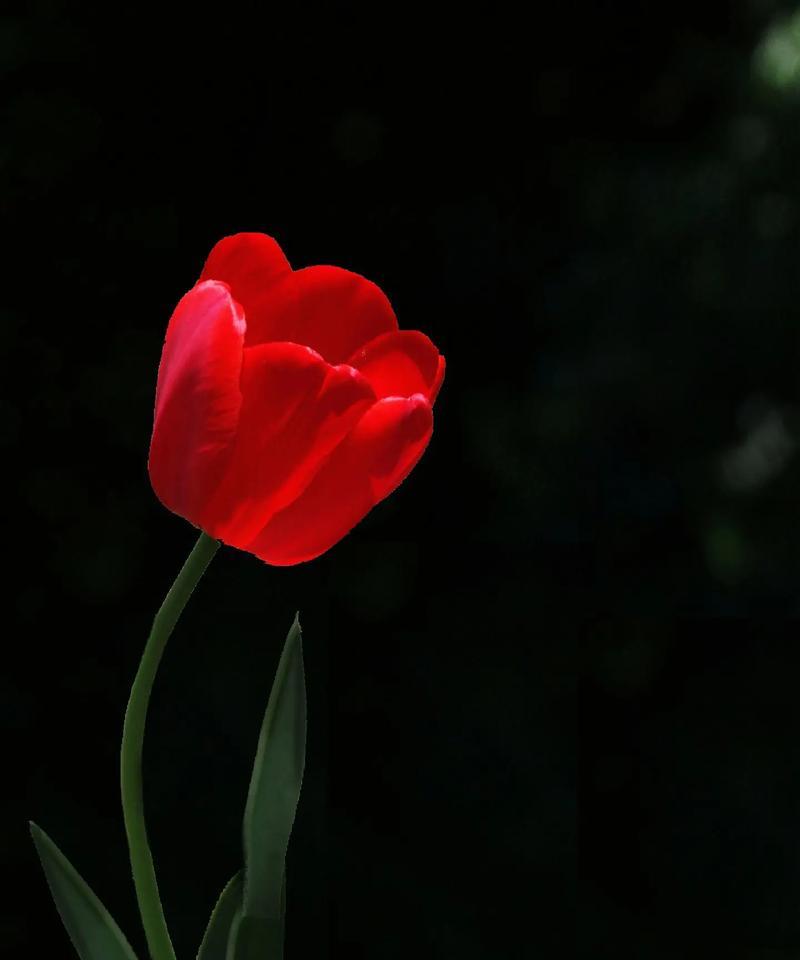 孤独的花（唯美而寂寞的花海）