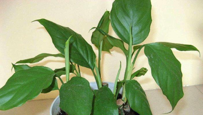 多肉万年青养殖方法有哪些？需要注意哪些事项？