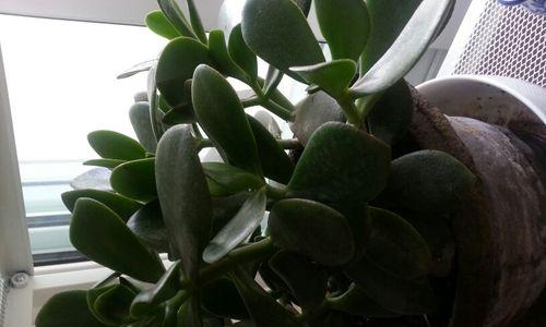 多肉万年青养殖方法有哪些？需要注意哪些事项？