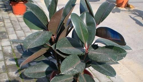 橡皮树养殖技巧有哪些？如何确保橡皮树健康生长？