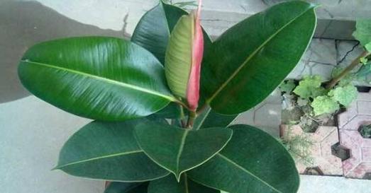 橡皮树养殖技巧有哪些？如何确保橡皮树健康生长？