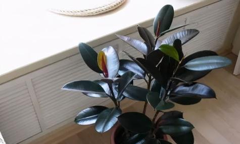 橡皮树养殖技巧有哪些？如何确保橡皮树健康生长？