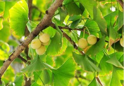 银杏树通常生长在哪些地方？如何识别它们的生长环境？