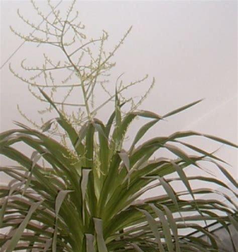 龙须树如何浇水才能长得更旺盛?_花植网