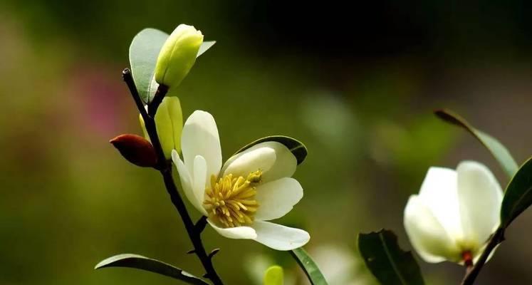 木兰花的花语与意义（揭示木兰花的神秘与美丽）