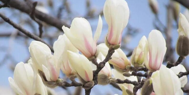 木兰花的花语与意义（揭示木兰花的神秘与美丽）