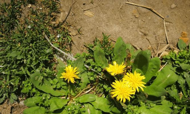 蒲公英的药用价值是什么？如何正确使用蒲公英进行治疗？