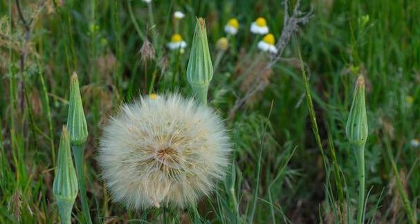 蒲公英的药用价值是什么？如何正确使用蒲公英进行治疗？