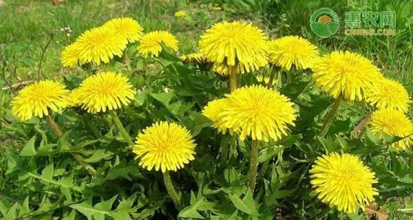 蒲公英的药用价值是什么？如何正确使用蒲公英进行治疗？