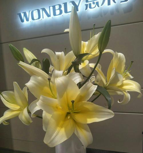 七彩百合花语（揭开百合花语的七重色彩秘密）