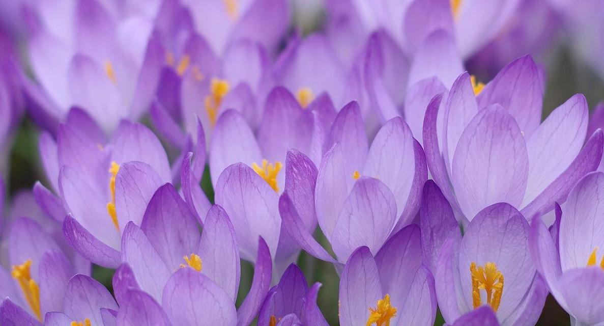 番红花什么时候开花？如何正确种植以延长花期？