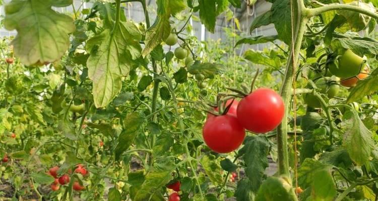 西红柿种植时是更喜水还是喜旱？如何正确浇水？